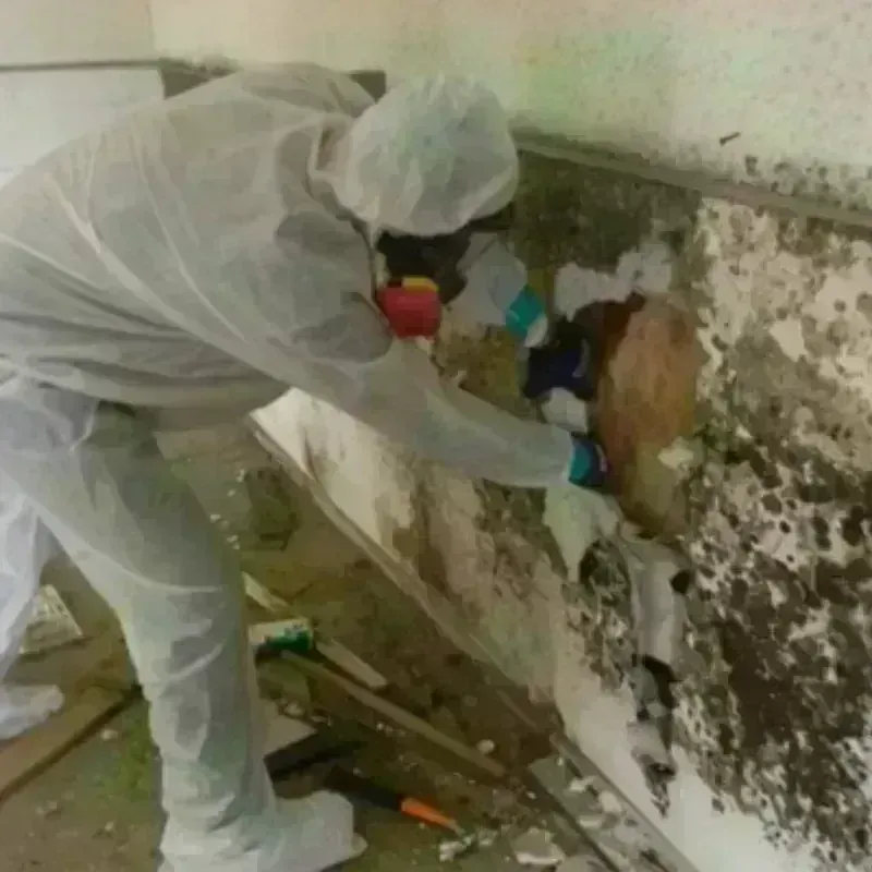 Mold Remediation and Removal in Lane County, KS